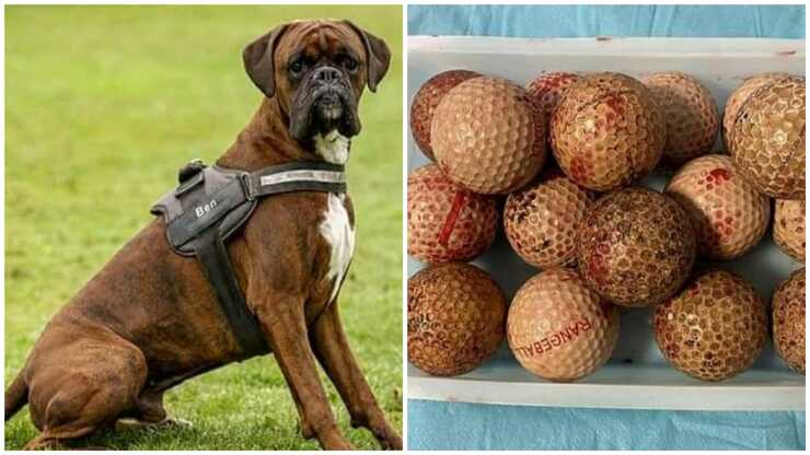 Cane mangia 16 palline da golf: i veterinari gli salvano la vita operandolo
