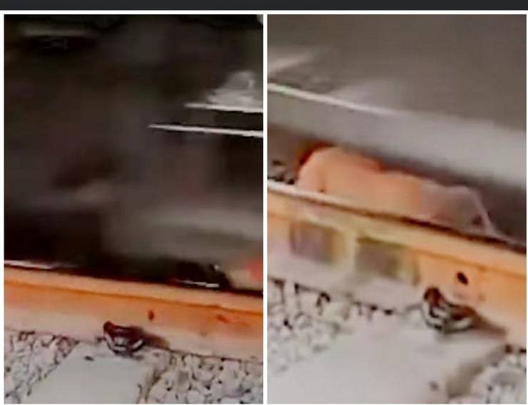 Cane sui binari e sopravvive per miracolo mentre passa il treno (Video)