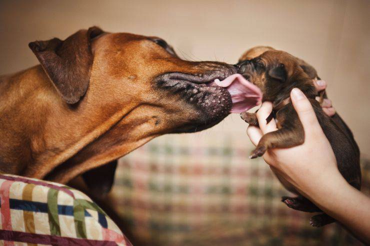 Quando i cuccioli possono essere separati dalla madre: cosa stabilisce la legge