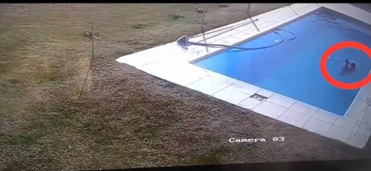 Bimbo si getta in piscina per salvare il cucciolo (Screen video Tik Tok pazcingolani)