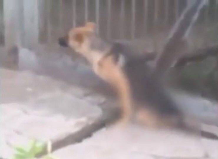 Cagnolina si trascina alla ricerca di un riparo (Screen video Youtube Animal Shelter)