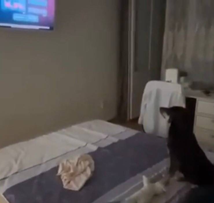 Cagnolina ama guardare la tv (Screen video Youtube Animal Shelter)