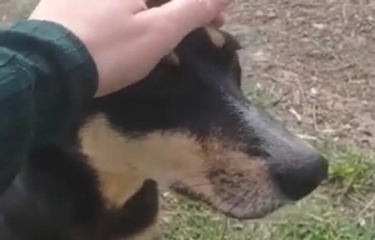 Cagnolina cerca i suoi cuccioli (Screen video Youtube Animal Shelter)