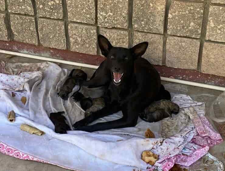 Cagnolina con i suoi cuccioli (Screen Facebook)