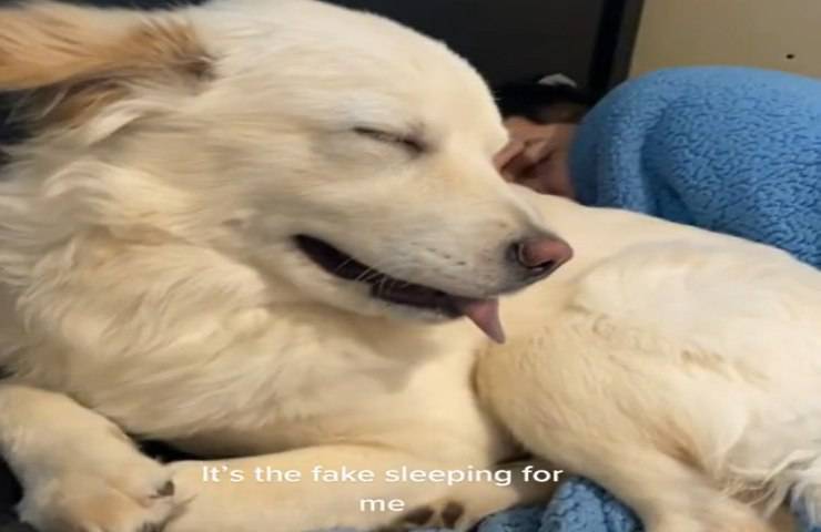 cane finge dormire dopo combinato marachella video