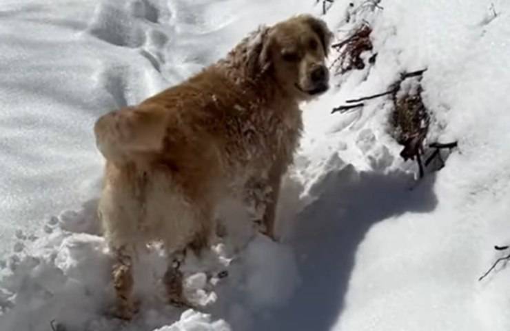 cane adora immergersi giocare neve video