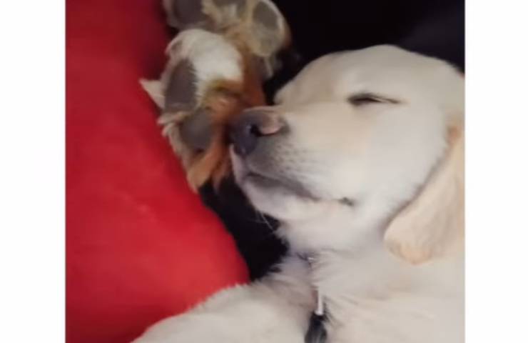 cagnolino dorme come sasso insieme famiglia video
