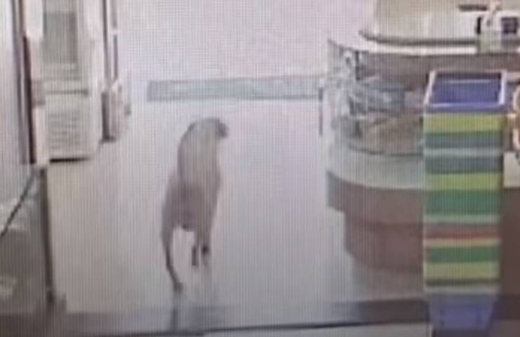 cane sorpreso rubare salame panificio video