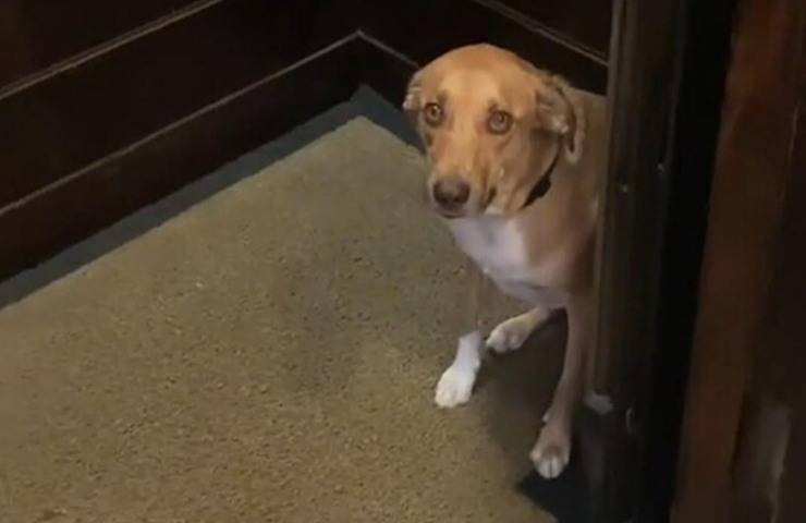 cane protesta perché vuole uscire famiglia video