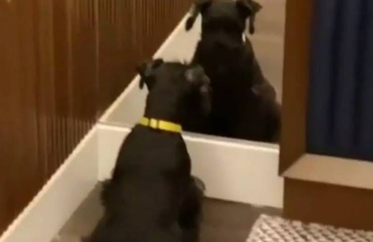 perro pequeño mira video espejo reacción diferente