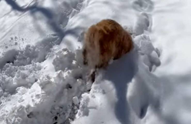 animale domestico golden retriver gioca neve