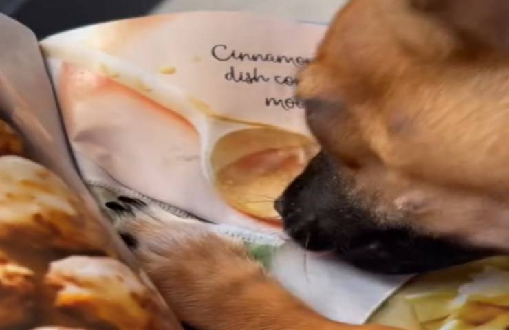 cagnolino crede cibo rivista reale video