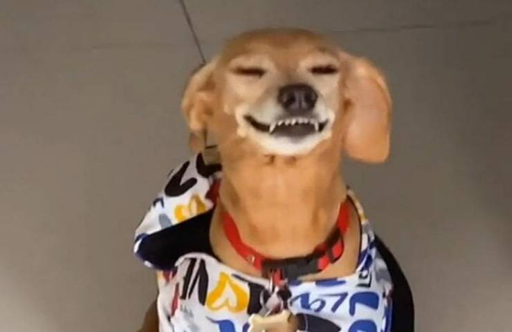 cane sorride dopo essere stato rimproverato video