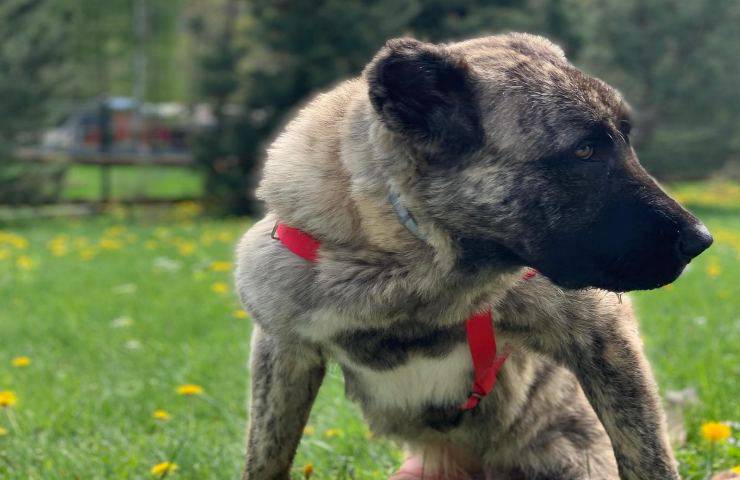 animale domestico abbandonato guerra soccorso