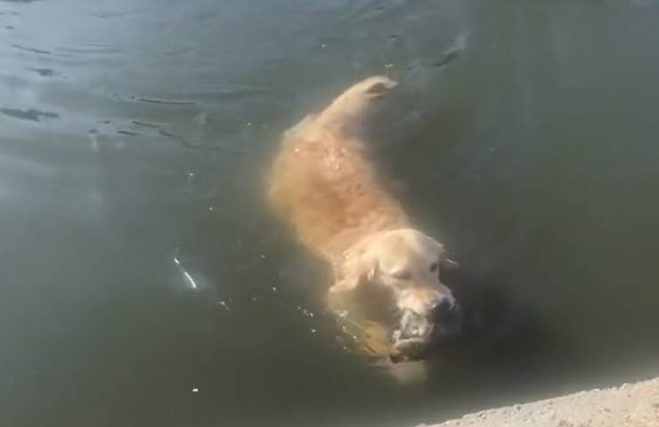 golden retriever soccorre animale in acqua pericolo