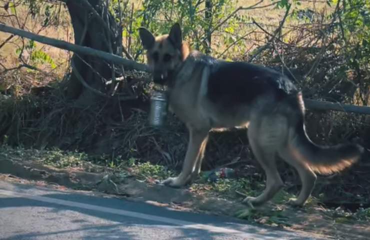 cane porta pranzo proprietario tutti giorni video