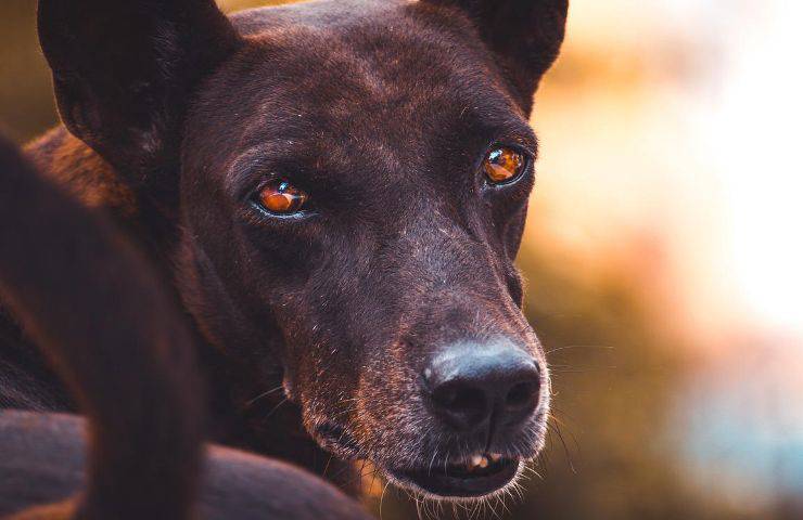 Cane salvato OIPA vive con nuovi amici