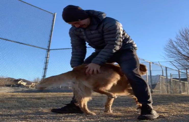 animale domestico e padrone giocano insieme