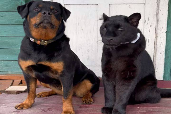 Rottweiler-pantera-cresciuta-video-insieme