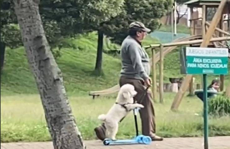 proprietario accompagna cucciolo sui giochi parco