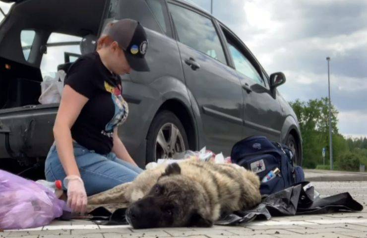 Ucraina cane paraplegico abbandonato strade pericolose video