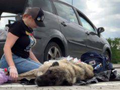 Ucraina cane paraplegico abbandonato strade pericolose video