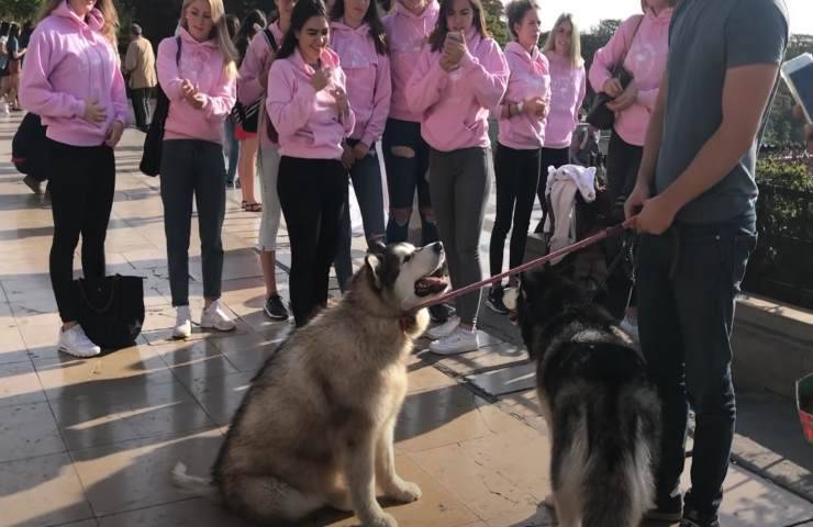 Parigi cani Alaskan Malamute rubano attenzione turiste