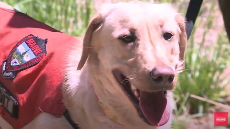 cane trova due persone