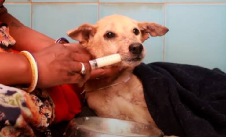 cane salvato india