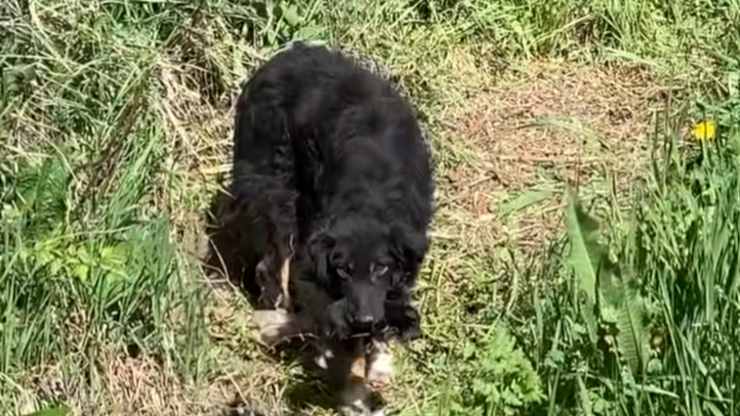 cane trovato nel fosso