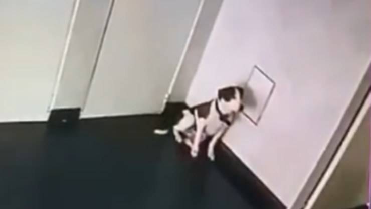 cane viene picchiato video