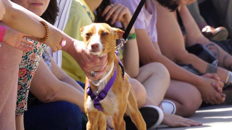 sfilata di cani per adozione