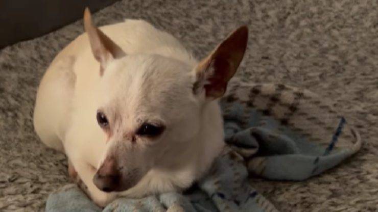 record cane più anziano