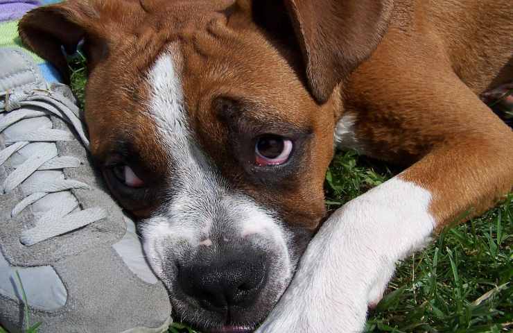 cane senza fissa dimora soccorso salvato oipa