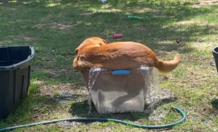 cane si rilassa in acqua video