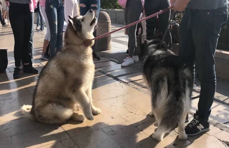 animali domestici mostrano bravura turiste Torre Eiffel