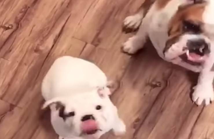 animali domestici bulldog inglese aiutano