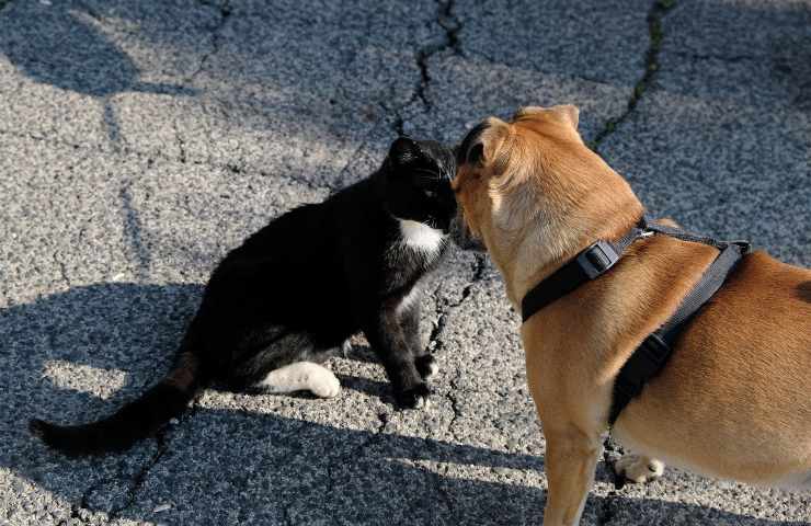 animali felino cane amici proposta legge Senato