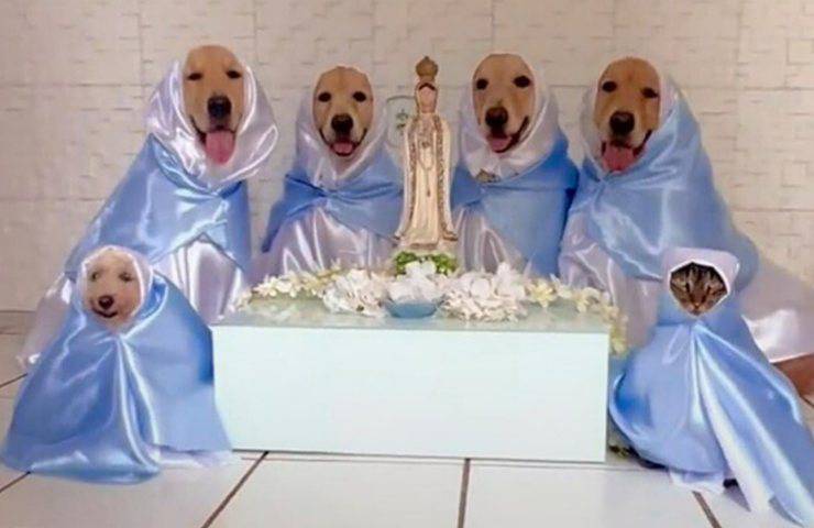 animali omaggio santi chiesa cattolica video
