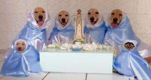 animali omaggio santi chiesa cattolica video