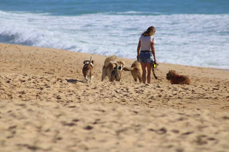 Cani in spiaggia (Foto Pixabay)