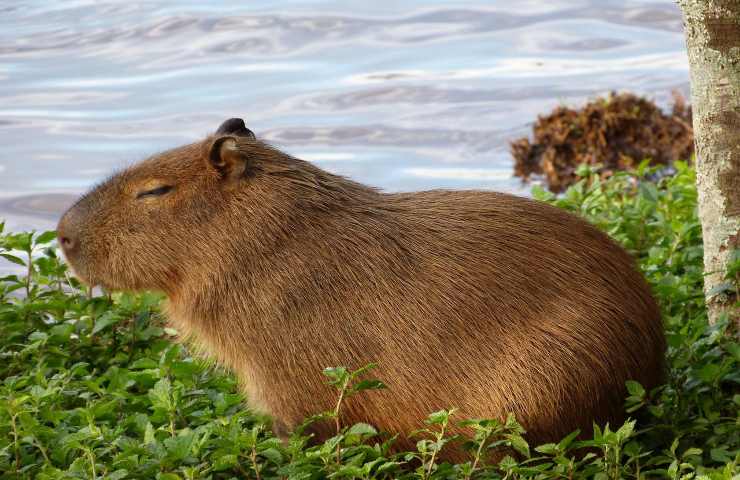capibara llegan a zoológicos llevan nombres de Encanto