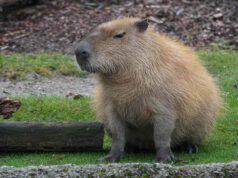 capibara arrivano zoo portano nomi Encanto