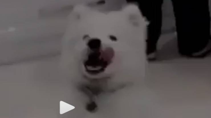 perrito feliz (foto de video de Instagram)