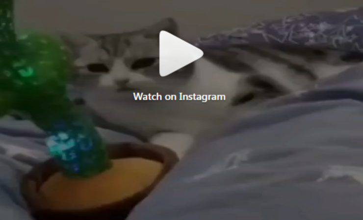 Il gatto che balla a ritmo di musica (Foto video Instagram)