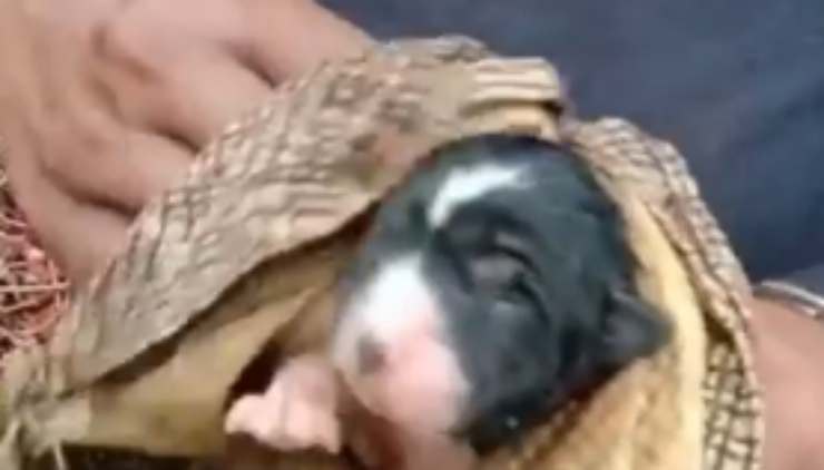 uno dei due cuccioli sepolti dalla frana (Foto video)