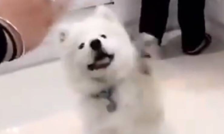 el perro saluda a la dueña (foto de video de Instagram)
