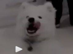 il cane in attesa della padrona (Foto video)