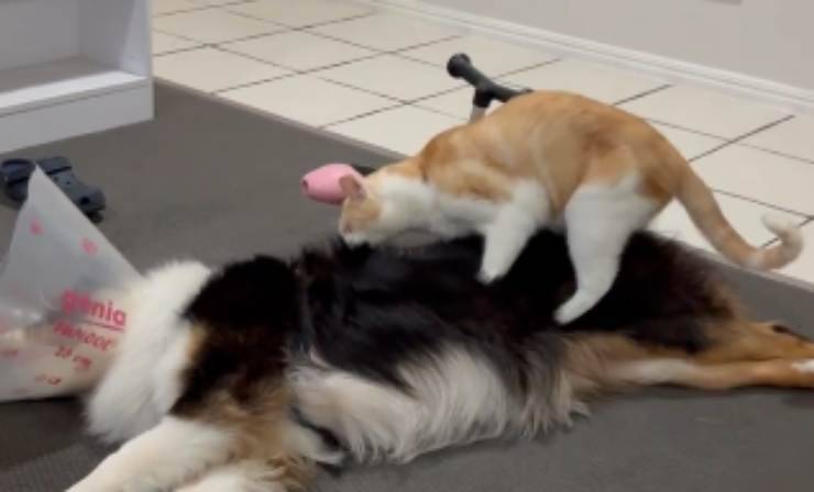 il gatto aiuta l'amico cane (Foto video Instagram)