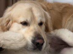 il cane che usa il cucciolo come cuscino (Foto video)
